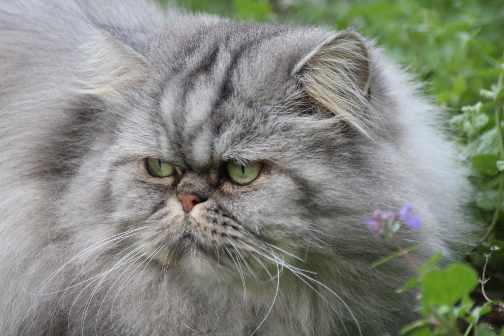 Grumpy Cat grübelt!