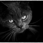 ...  Grumpy Cat II...