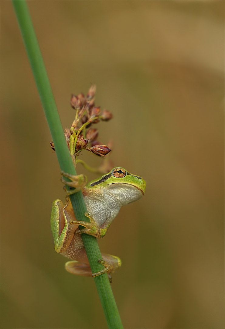 Grumpy-Froggy...