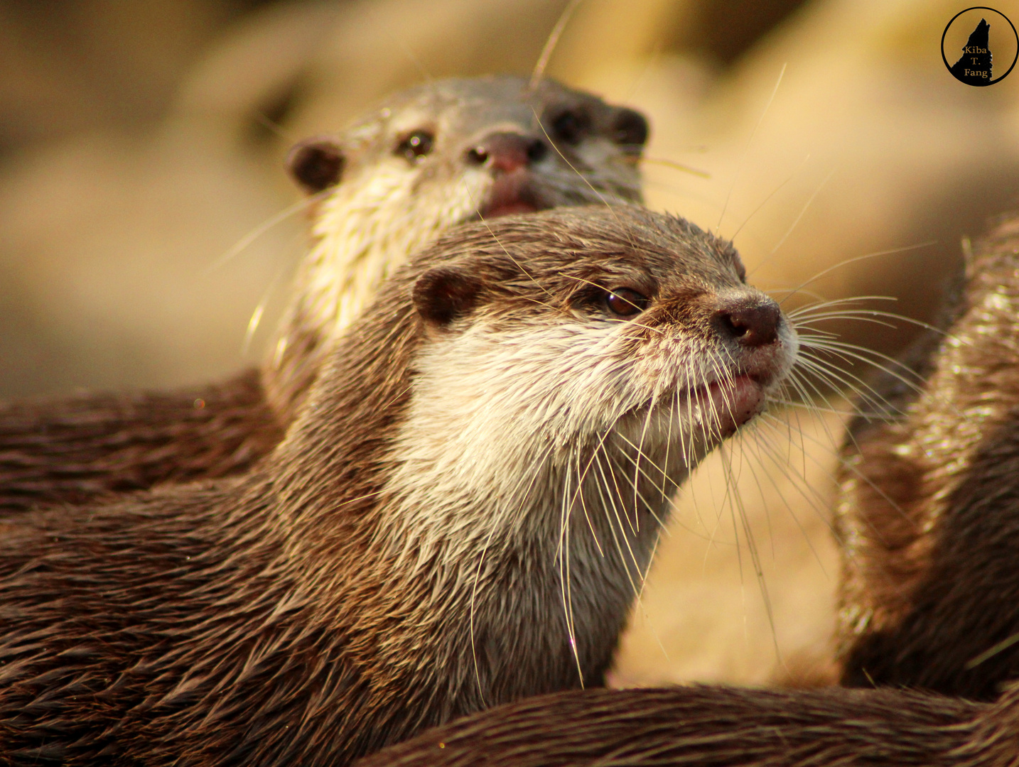 Grumpy Otter