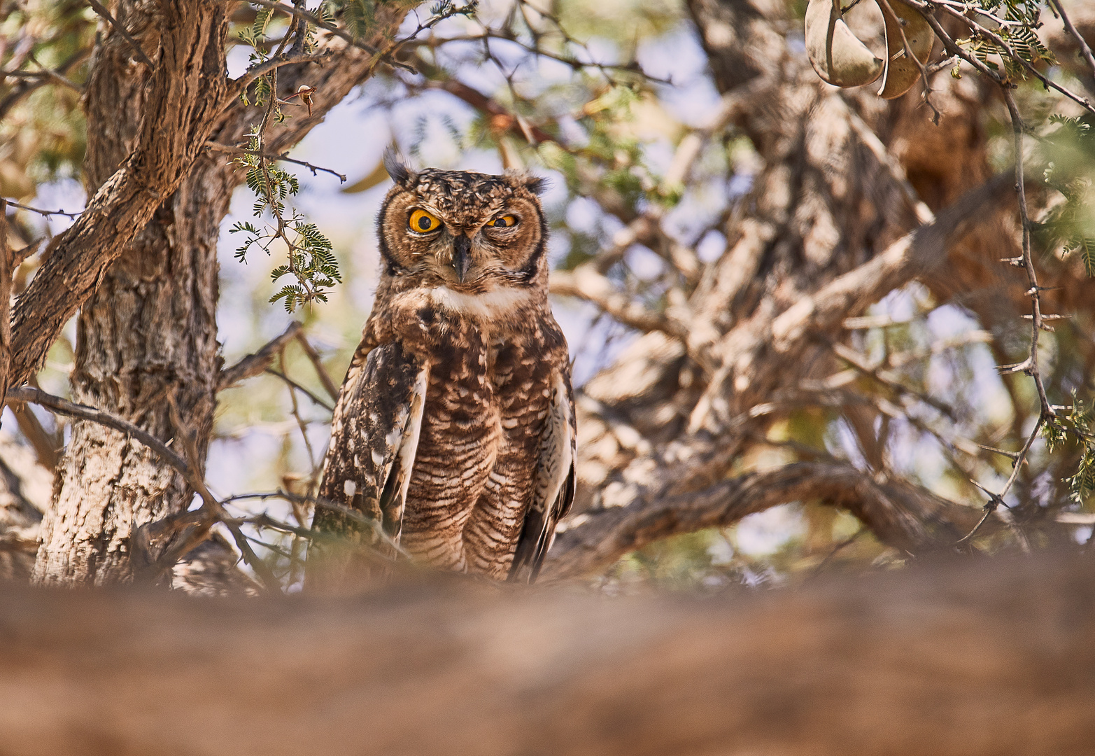 Grumpy Owl