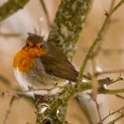 Grumpy Red Robin