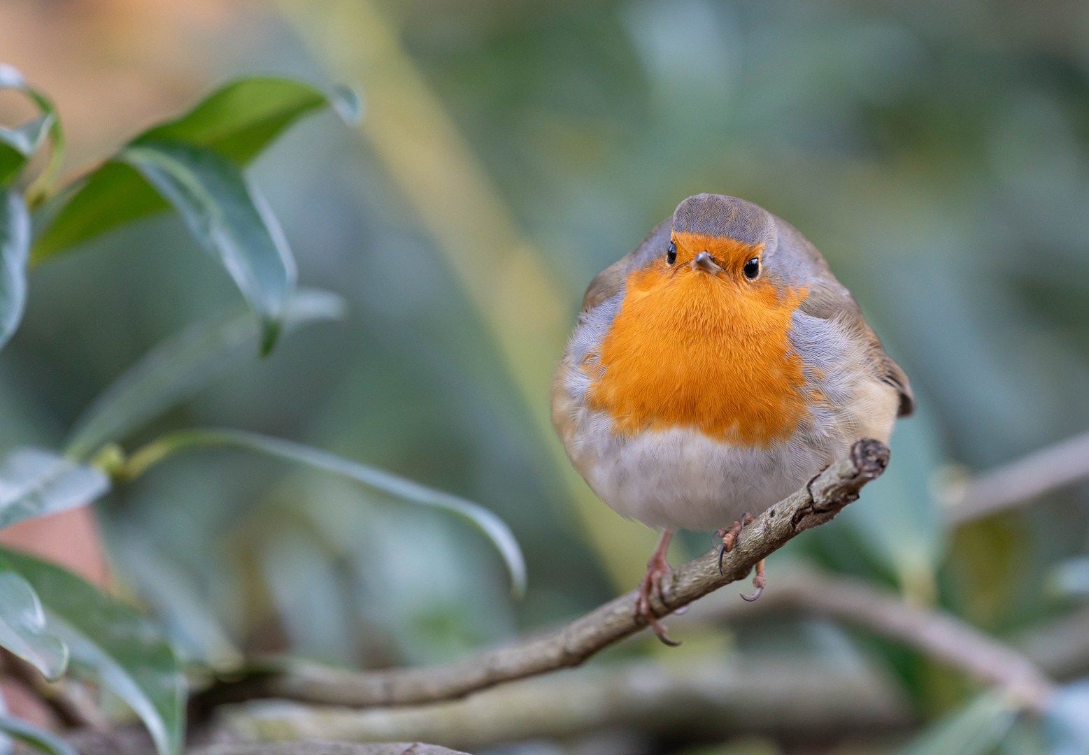 Grumpy Robin