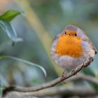 Grumpy Robin