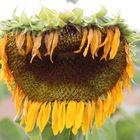 Grumpy Sunflower