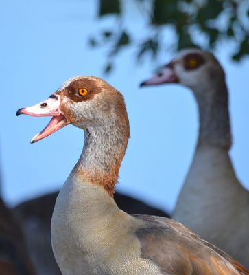 Grund zu meckern ...