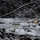 Grundbach - vor der einmündung in den Heiterwanger See