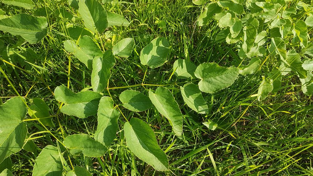 Grundblätter Laserpitum latifolia