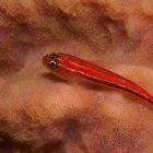 Grundel Rot 2 (Goby RED 2)