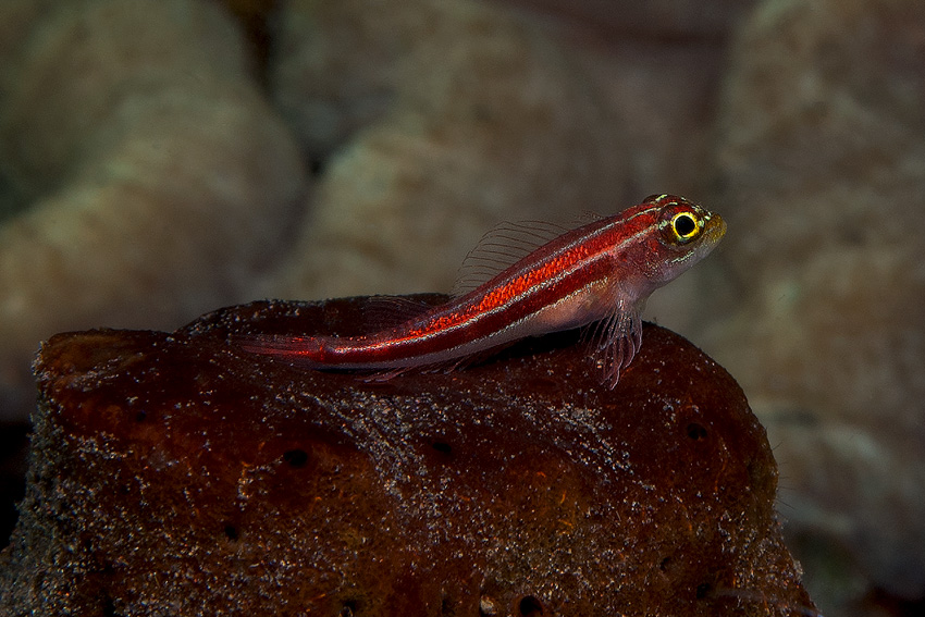 Grundel ROT (Goby red)