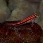 Grundel ROT (Goby red)