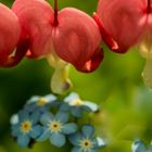 Grundfarben - im Garten zu Hause