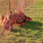 Grundstücksrecht nach Hühnerart