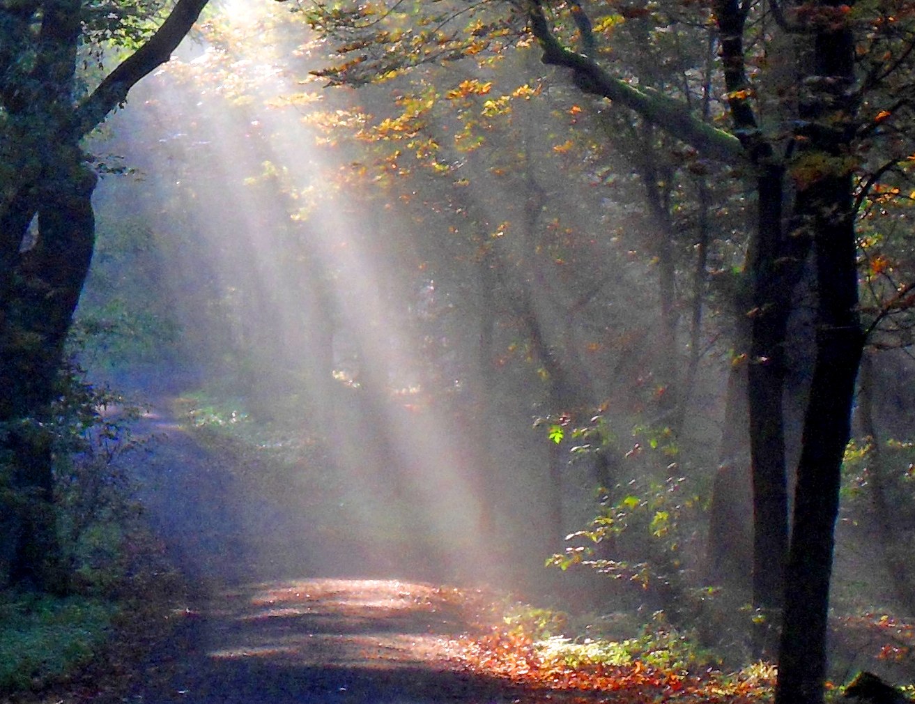 Grunewald in Berlin