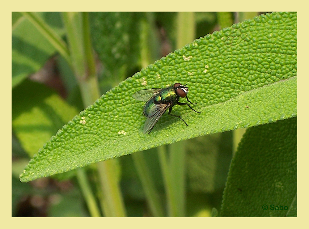 Grunilla - grüne Fliege auf grünem Blatt