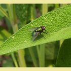 Grunilla - grüne Fliege auf grünem Blatt