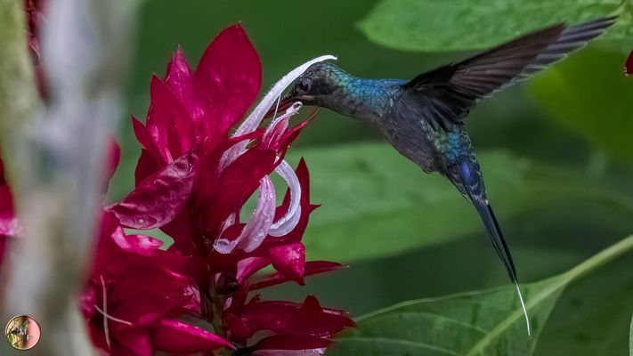 Gru?nschattenkolibri