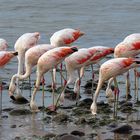 Grupo de Flamencos Alimentandose