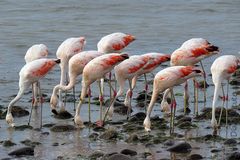 Grupo de Flamencos Alimentandose