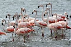 Grupo de Flamencos