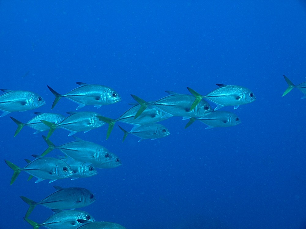 Grupo de Jureles, Los Roques, Venezuela