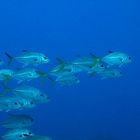 Grupo de Jureles, Los Roques, Venezuela