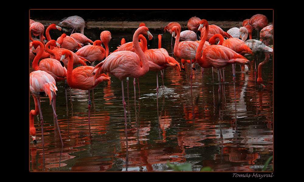 GRUPO FLAMENCO