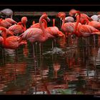 GRUPO FLAMENCO