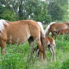 Gruppe beim grasen