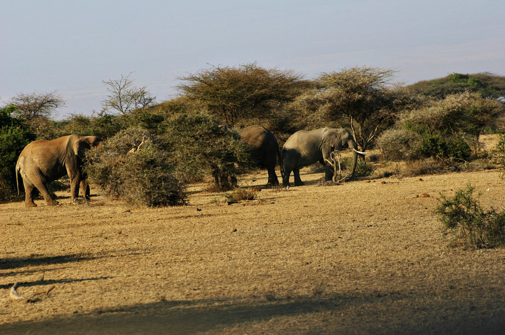 Gruppe Elefanten 2005 Kenia