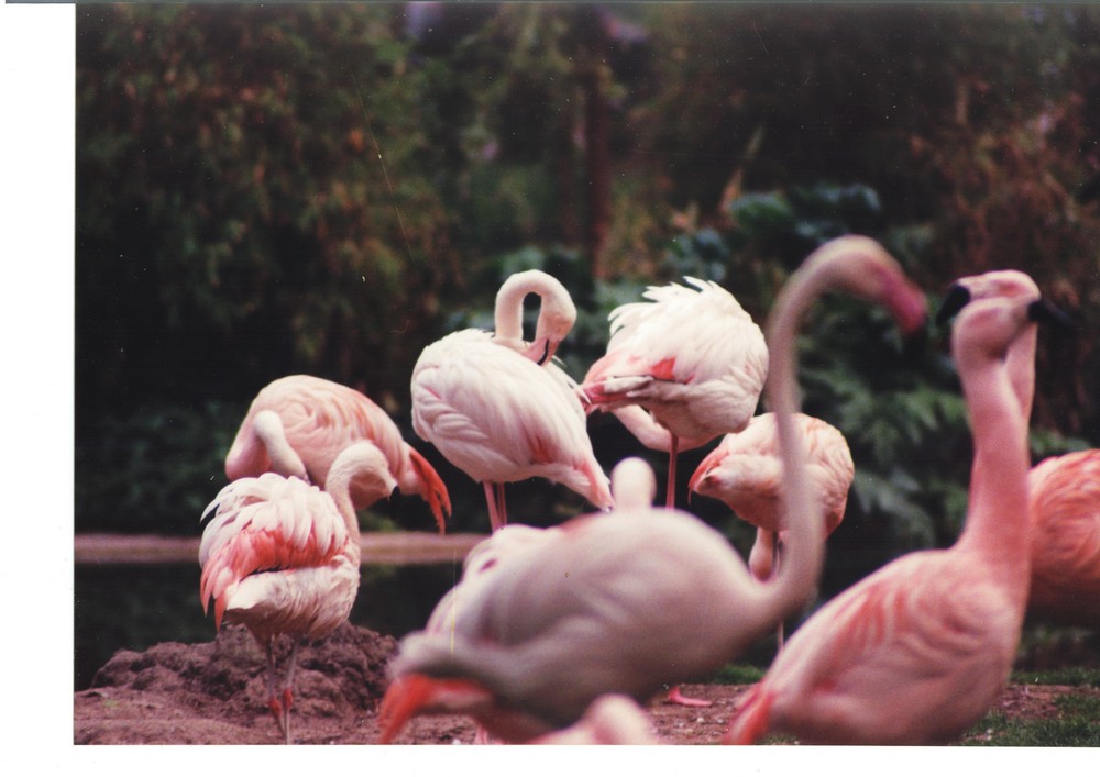 Gruppe Flamingos