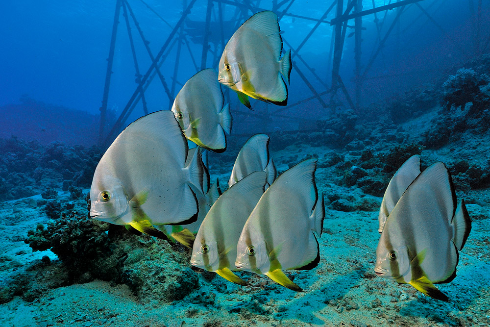 Gruppe Fledermausfische