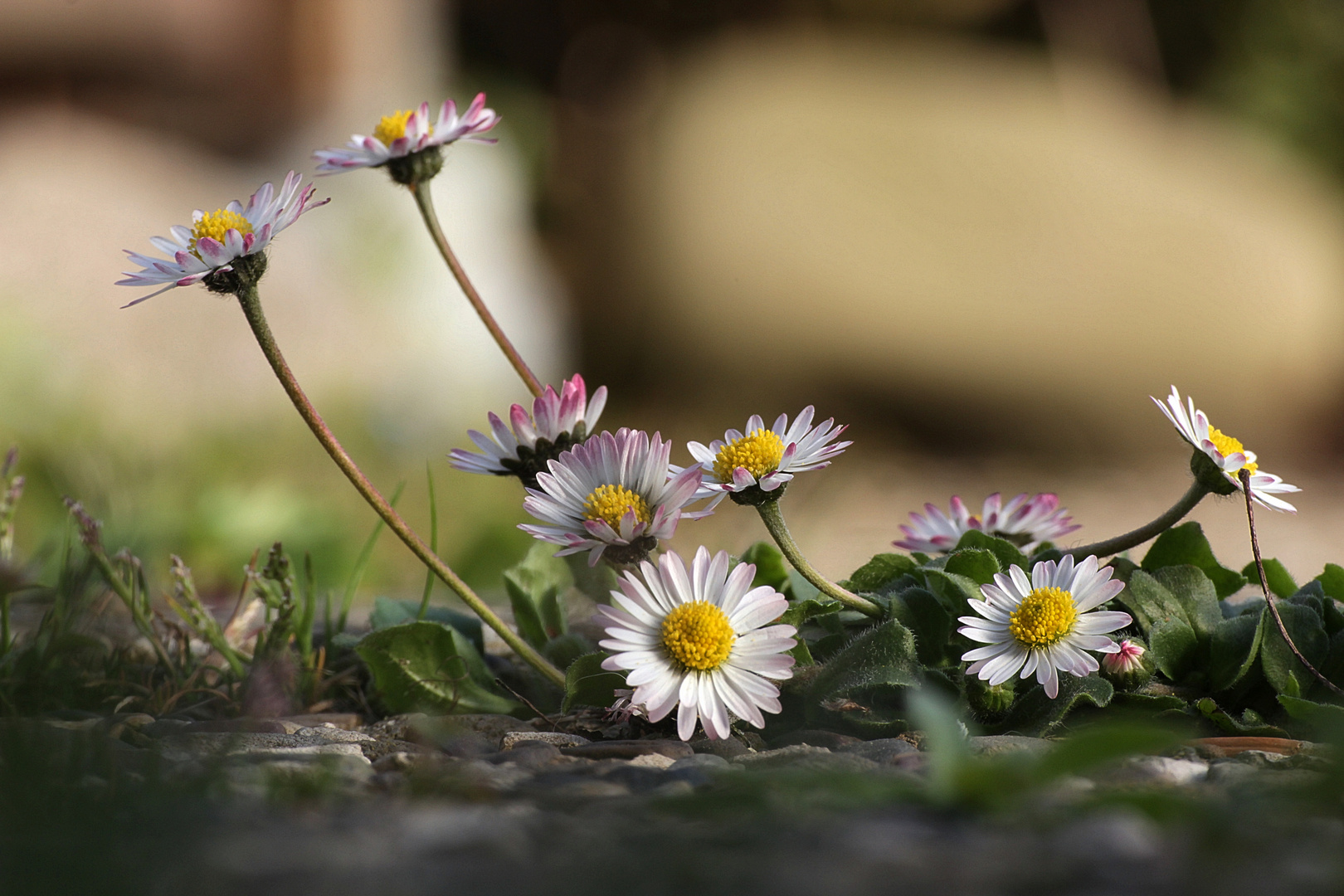 Gruppe Gänseblümchen auf der Terasse