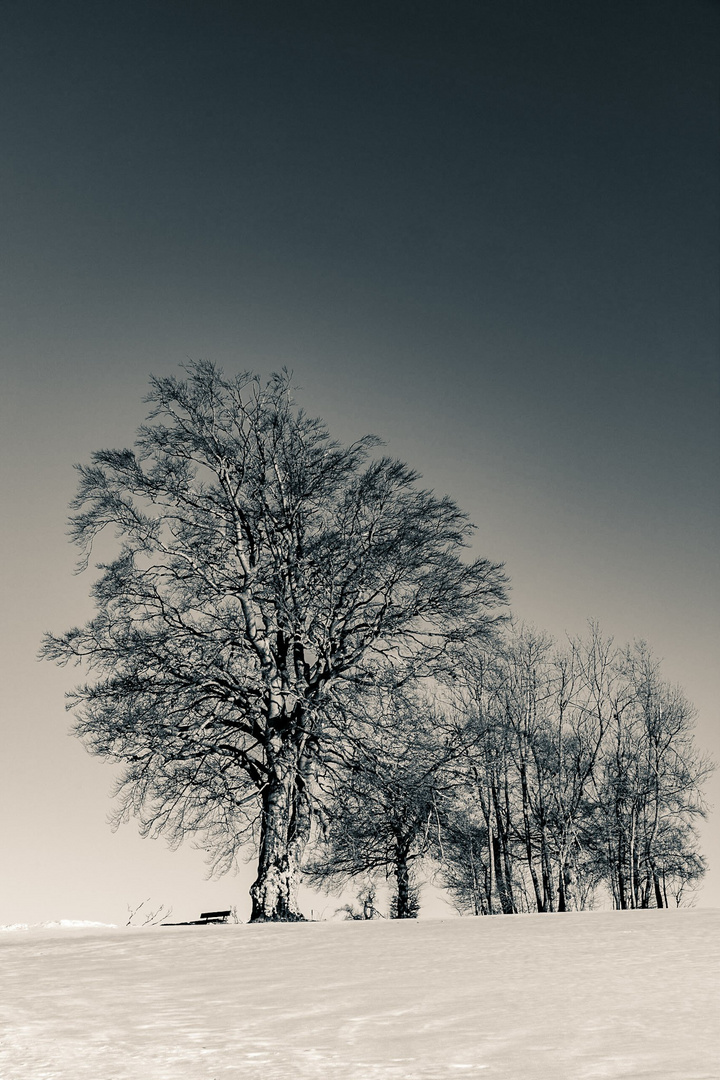 Gruppe im Schnee