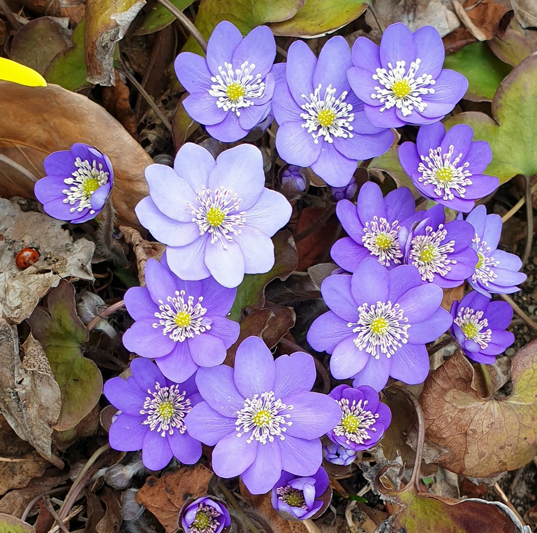 Gruppe in Blau mit... 