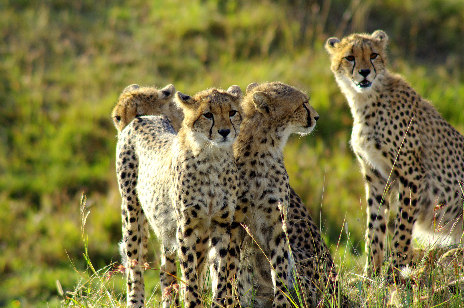 Gruppe junger Geparden Massai Mara. Kenia