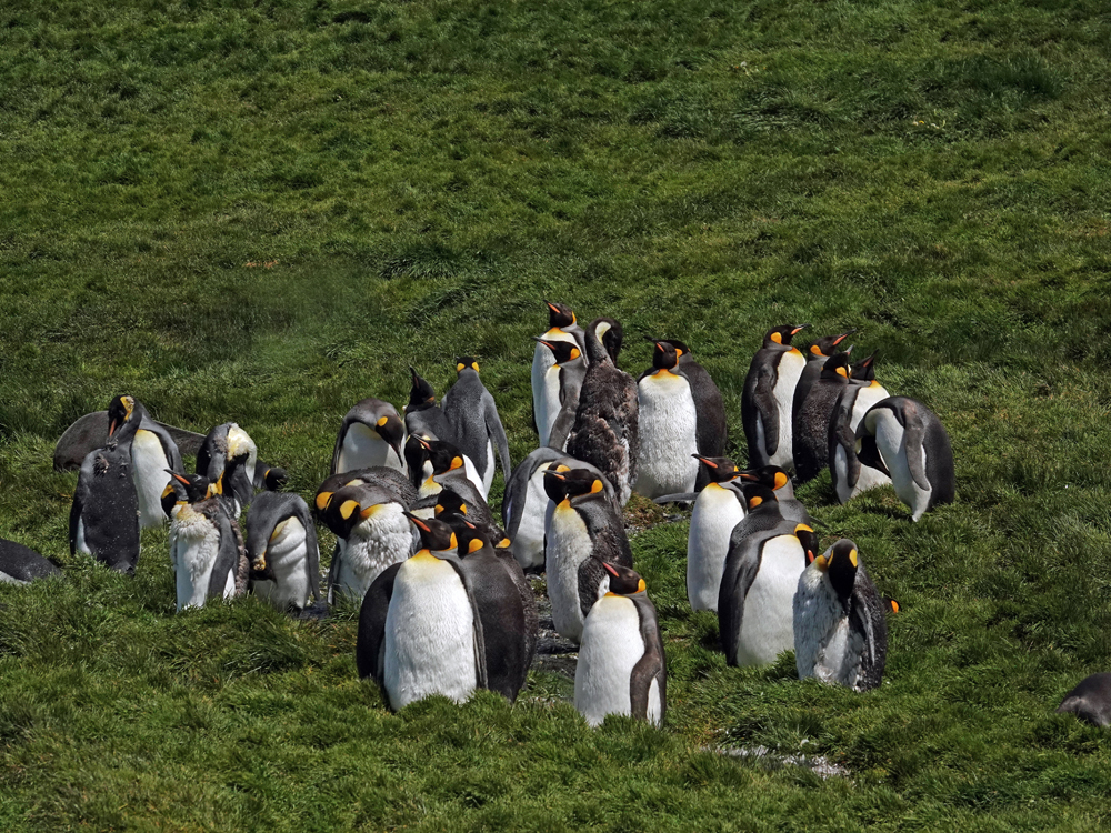 Gruppe Königspinguine auf Südgeorgien