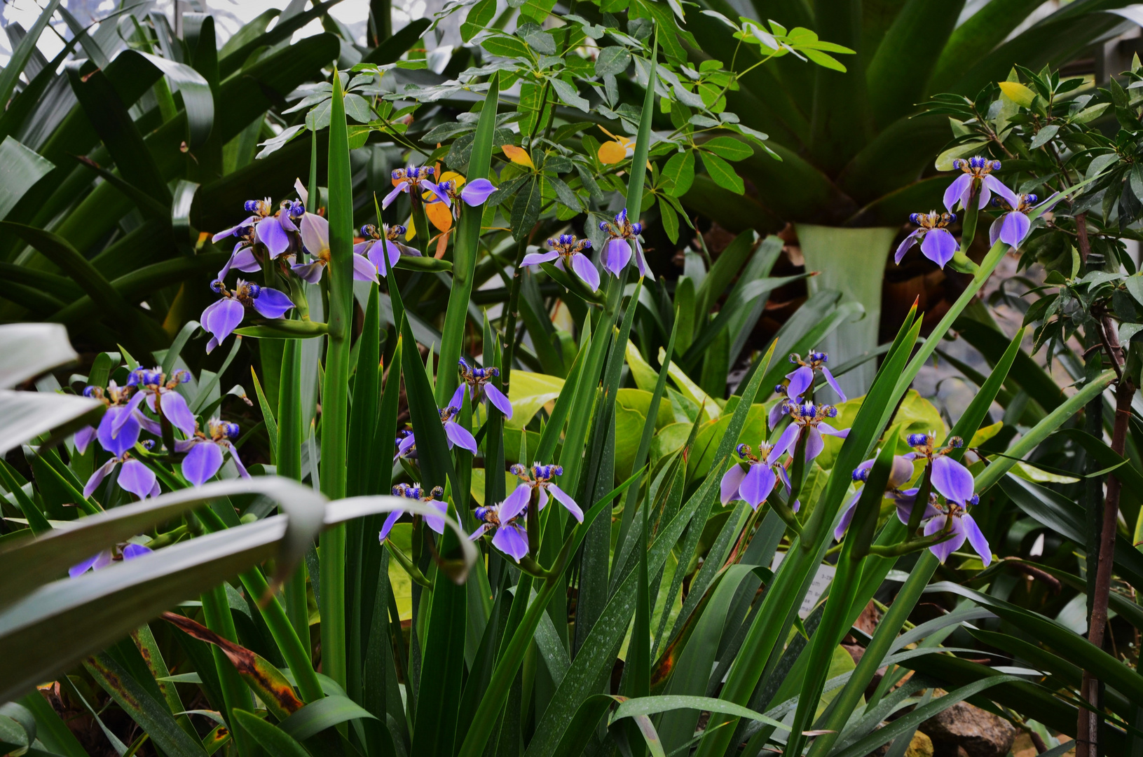 Gruppe Neomarica caerulea