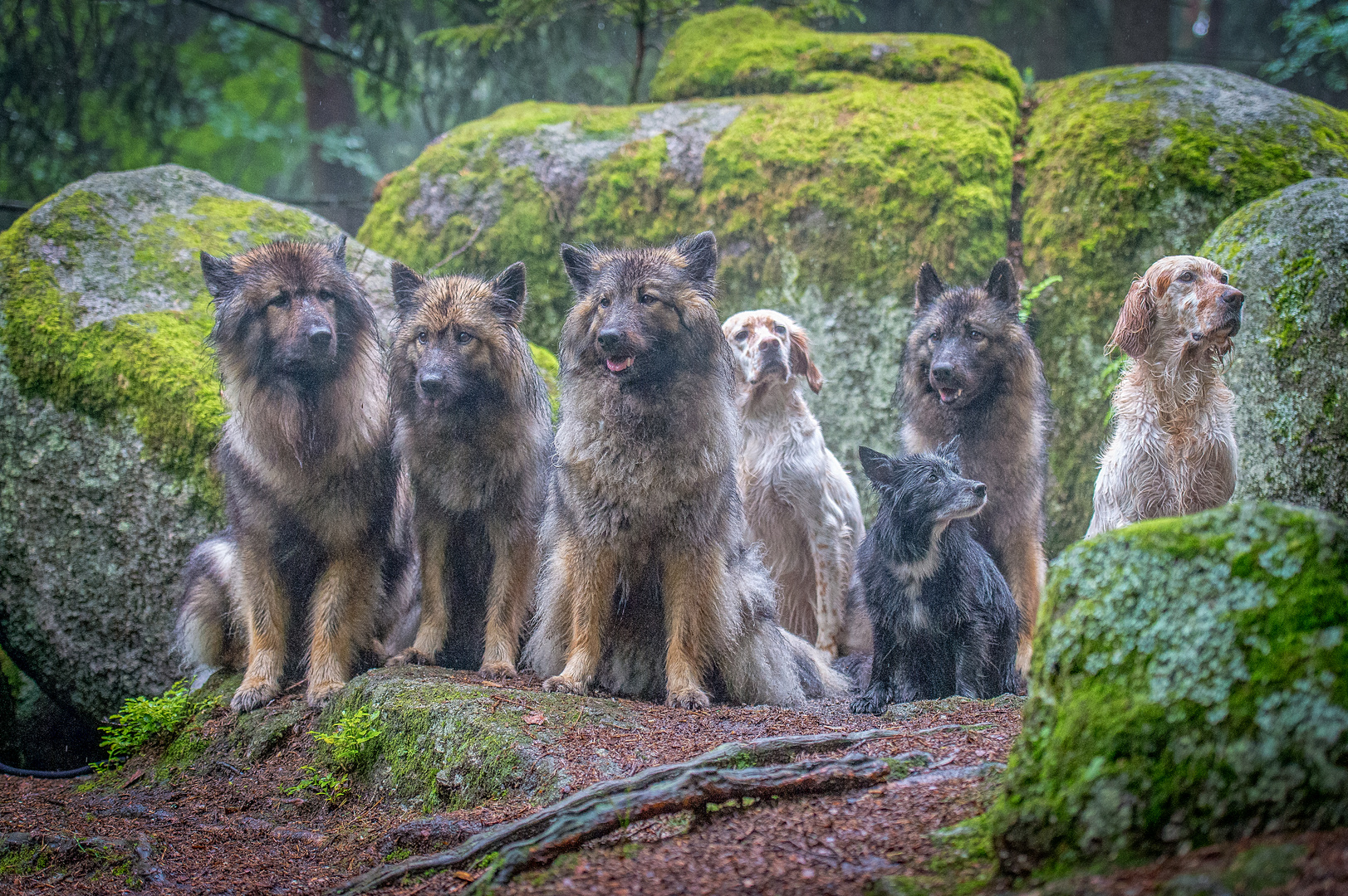 Gruppe Regen Foto & Bild hunde, hund, natur Bilder auf