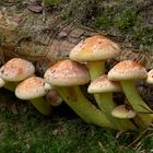 Gruppe von Hypholoma fasciculare