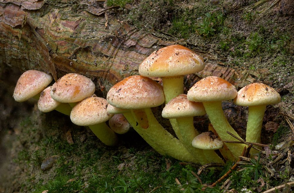 Gruppe von Hypholoma fasciculare