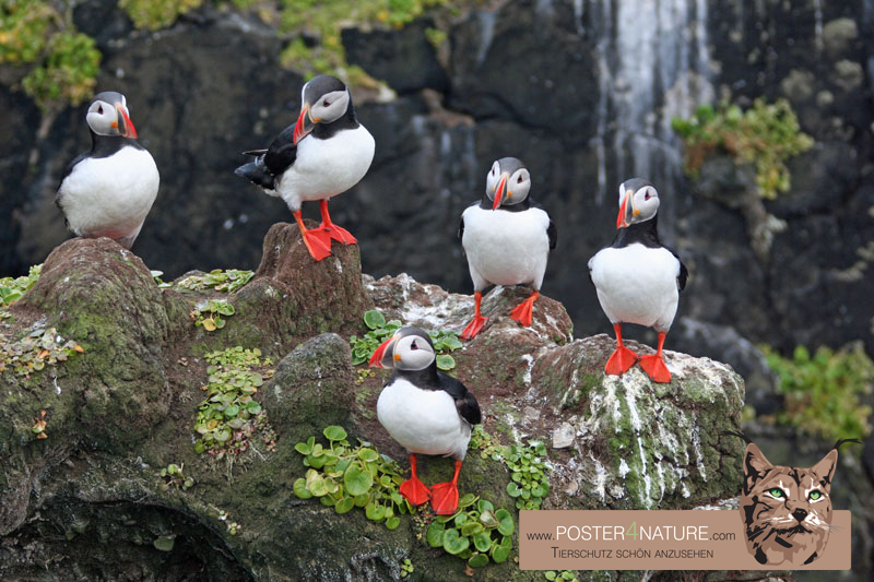 Gruppe von Papageitauchern auf Island