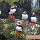 Gruppe von Papageitauchern auf Island