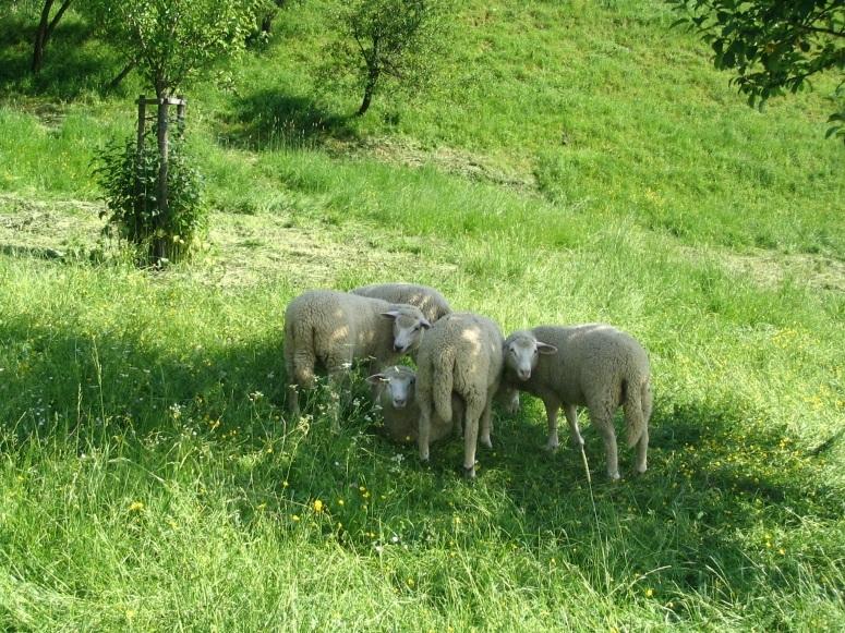 Gruppe von Schafen auf der Weide bei Isingen/Rosenfeld