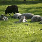 Gruppe von Schafen mit Lamm