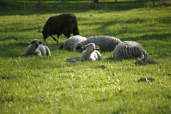 Gruppe von Schafen mit Lamm