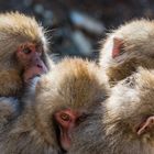 Gruppe von Schneeaffen