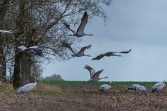 "Gruppen Abflug"