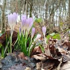 Gruppen im Wald