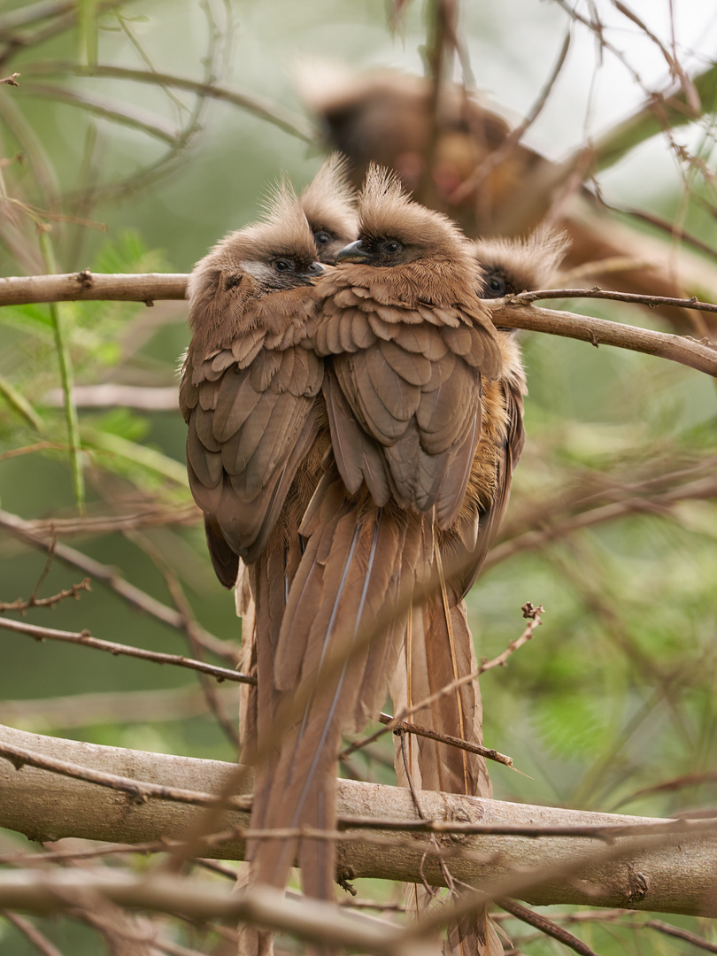 Gruppen Kuscheln